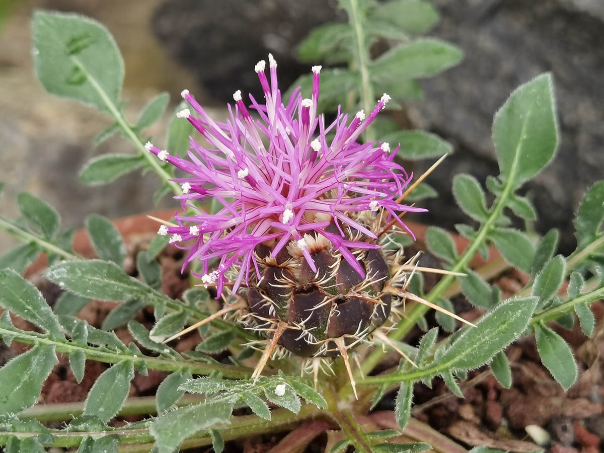 Centaurea raphanina ssp mixta 2
